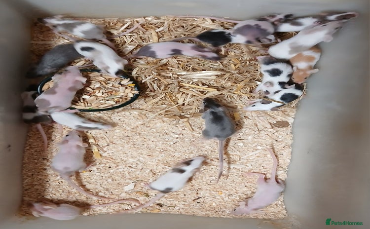 Mouse rodents Baby Coloured Fancy Mice  - Advert 1