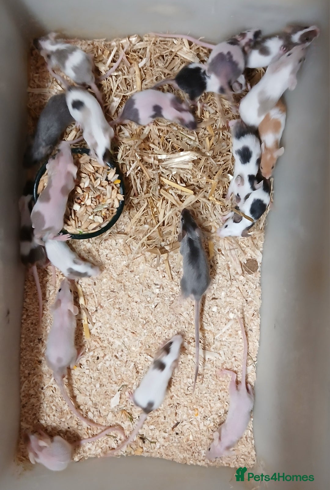 Mouse rodents for sale: Baby Coloured Fancy Mice  - Advert 1