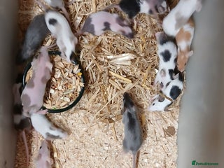 Mouse rodents Baby Coloured Fancy Mice - Advert 1