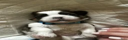 Shih Tzu dogs for sale: Beautiful shih tzu puppies 🥹🐾 - Advert 22