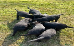 Labrador Retriever dogs for sale: Black Labrador Puppies for sale - Image 4