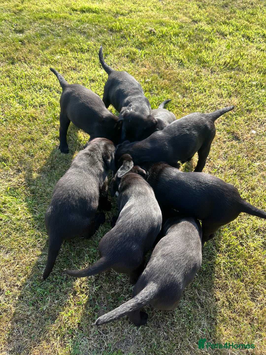 Labrador Retriever dogs for sale: Black Labrador Puppies for sale - Image 4