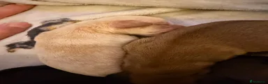 Mixed Breed 2