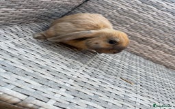Mini Lop rabbits for sale: Mini lop - Image 9