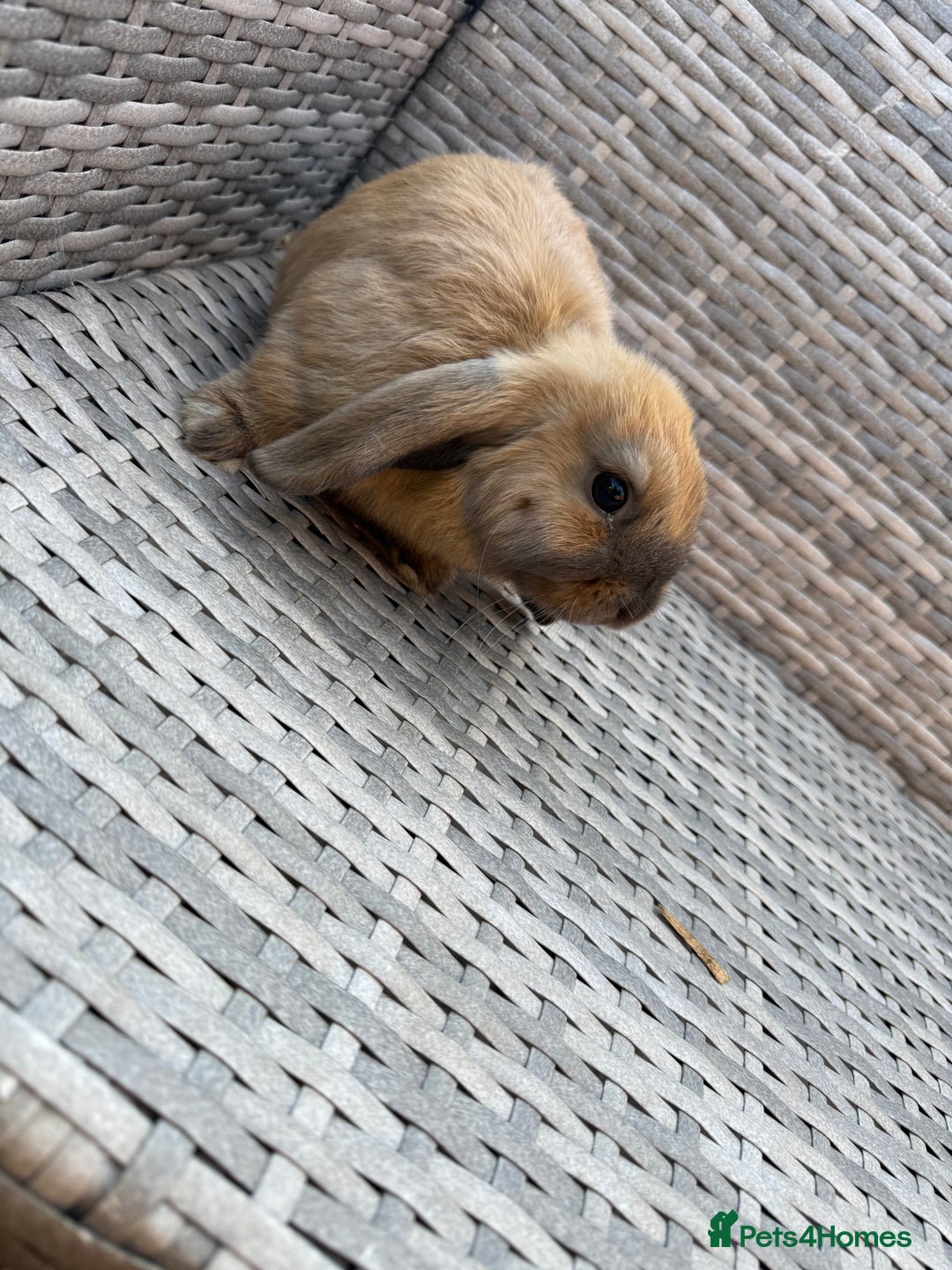 Mini Lop rabbits for sale: Mini lop - Image 9
