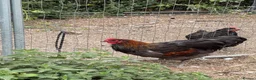 Chickens poultry for sale: Jersey Giant Cross Cockerel  in Melton Mowbray - Advert 3