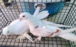 Pigeons birds for sale: Pigeon and chicken for sale - Image 15