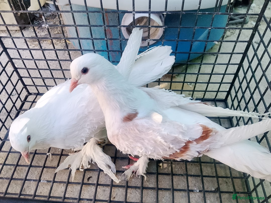 Pigeons birds for sale: Pigeon and chicken for sale - Image 15