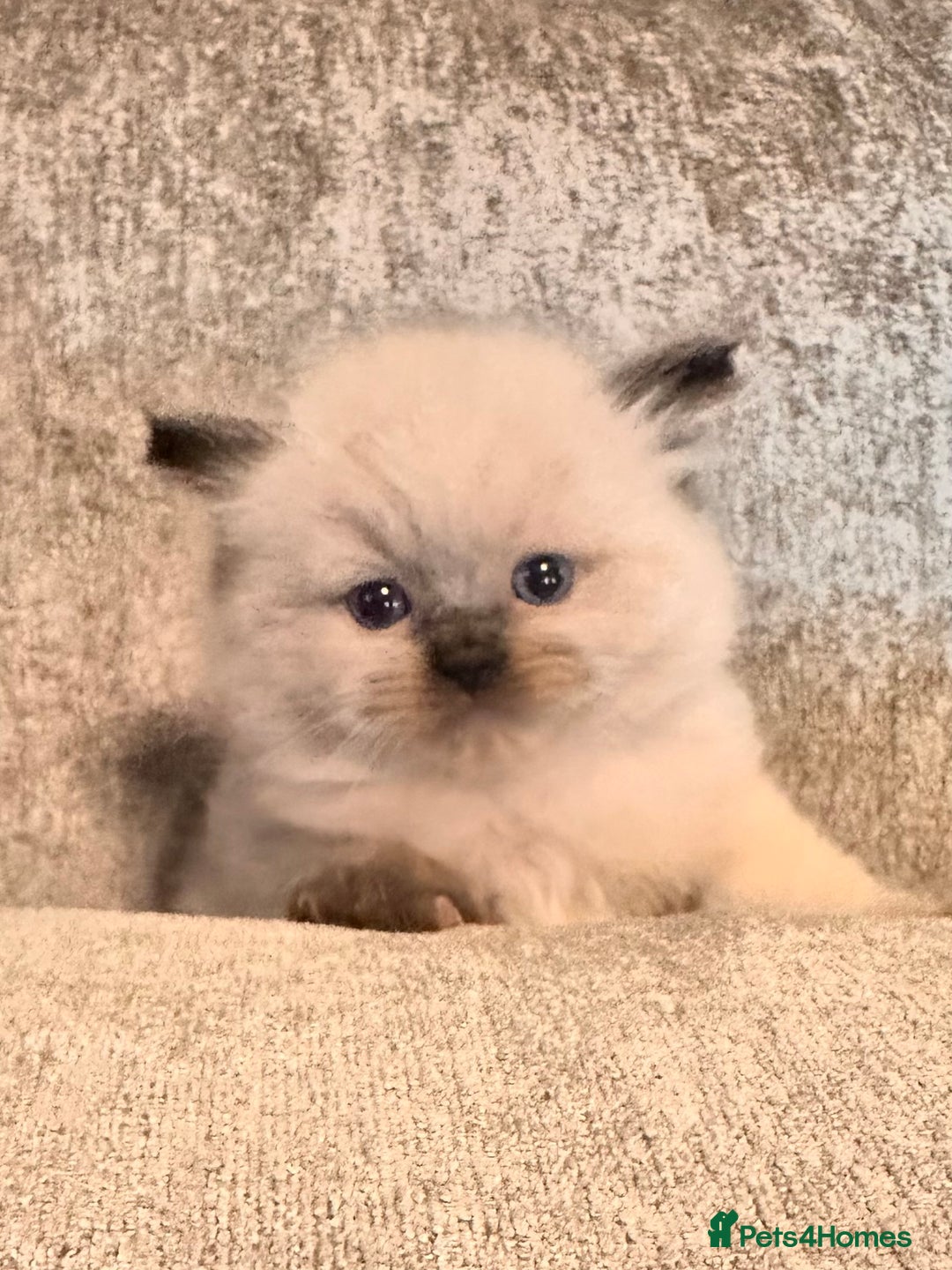 Ragdoll cats for sale: Pure ragdoll  - Advert 2