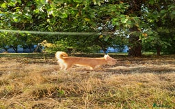 Mixed Breed dogs for adoption: 💖🐶 NIKOLETTA 🐶💖 - Image 11