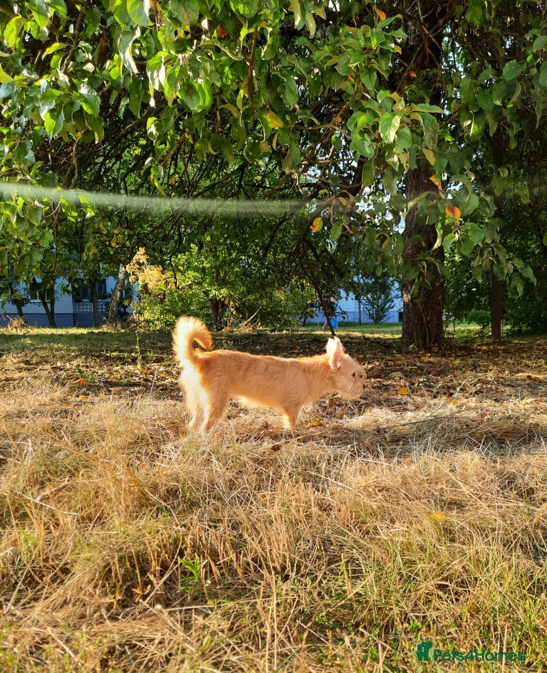 Mixed Breed dogs for adoption: 💖🐶 NIKOLETTA 🐶💖 - Image 11