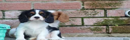 Cavalier King Charles Spaniel dogs for sale: Beautiful Cavalier King Charles Spaniel puppies - Advert 35