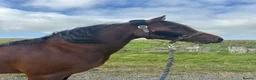 Other Breed horses for sale: Welsh x Hanovarian for sale   in Halkirk - Advert 6