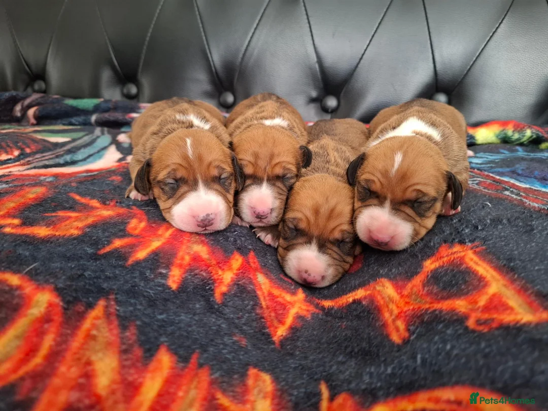 Mixed Breed dogs for sale: Bull terrier X Miniature Dachshund puppies in Chesterfield - Advert 2