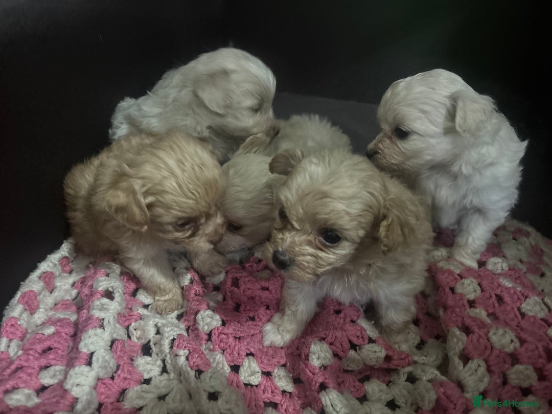 Pomapoo dogs for sale: Stunning Pomapoo puppies  - Advert 5