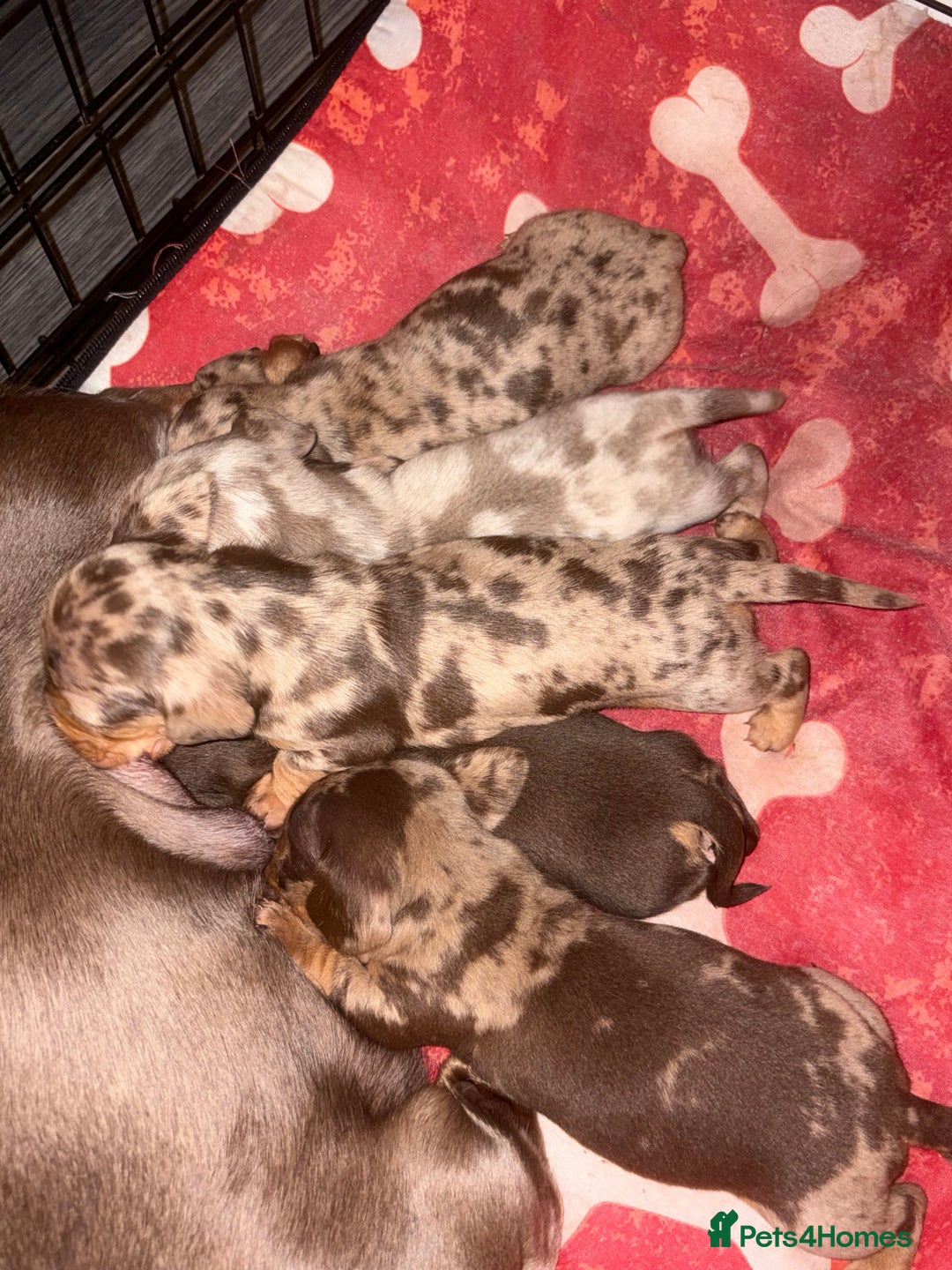 Miniature Dachshund dogs for sale: 🐾 Miniature Dachshund Puppies KC Registered  - Advert 4