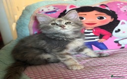 Maine Coon cats for sale: Maine Coon Kittens in Telford - Image 2