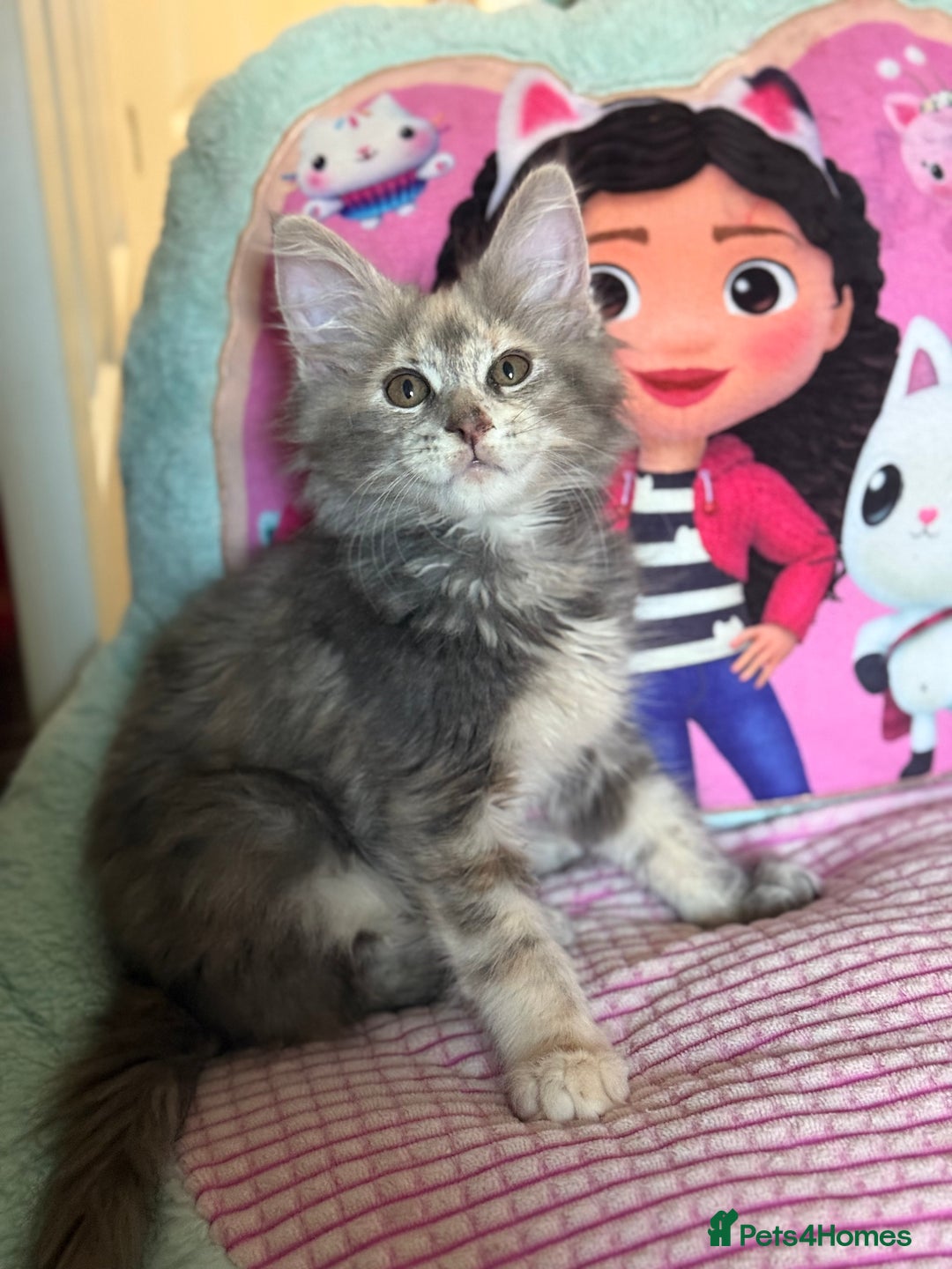 Maine Coon cats for sale: Maine Coon Kittens in Telford - Image 2