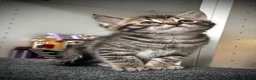 Ragdoll cats for sale: 🐾 Exceptional Ragdoll × Bengal Kittens 🐾 - Advert 12