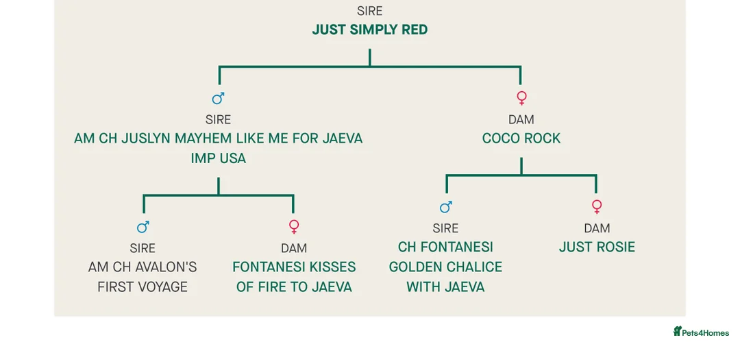 Norfolk Terrier dogs for stud: AT STUD - OUTSTANDING KC NORFOLK in Winsford - Advert 2