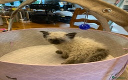 Selkirk Rex cats for sale: Selkirk rex kittens  - Image 12