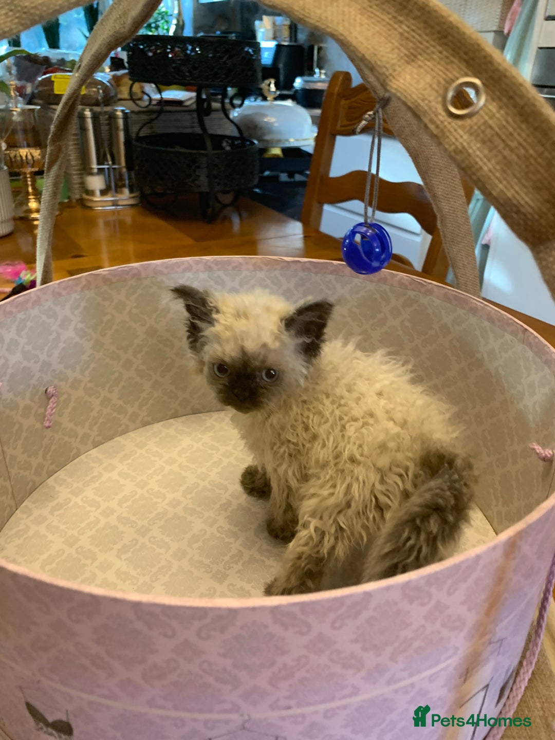 Selkirk Rex cats for sale: Selkirk rex kittens  - Image 12