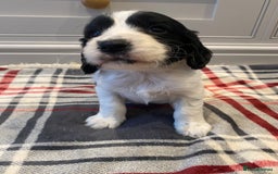 Cocker Spaniel dogs for sale: Cocker Spaniel puppies - Image 12