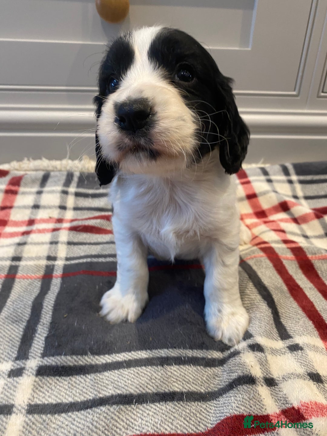 Cocker Spaniel dogs for sale: Cocker Spaniel puppies - Image 12