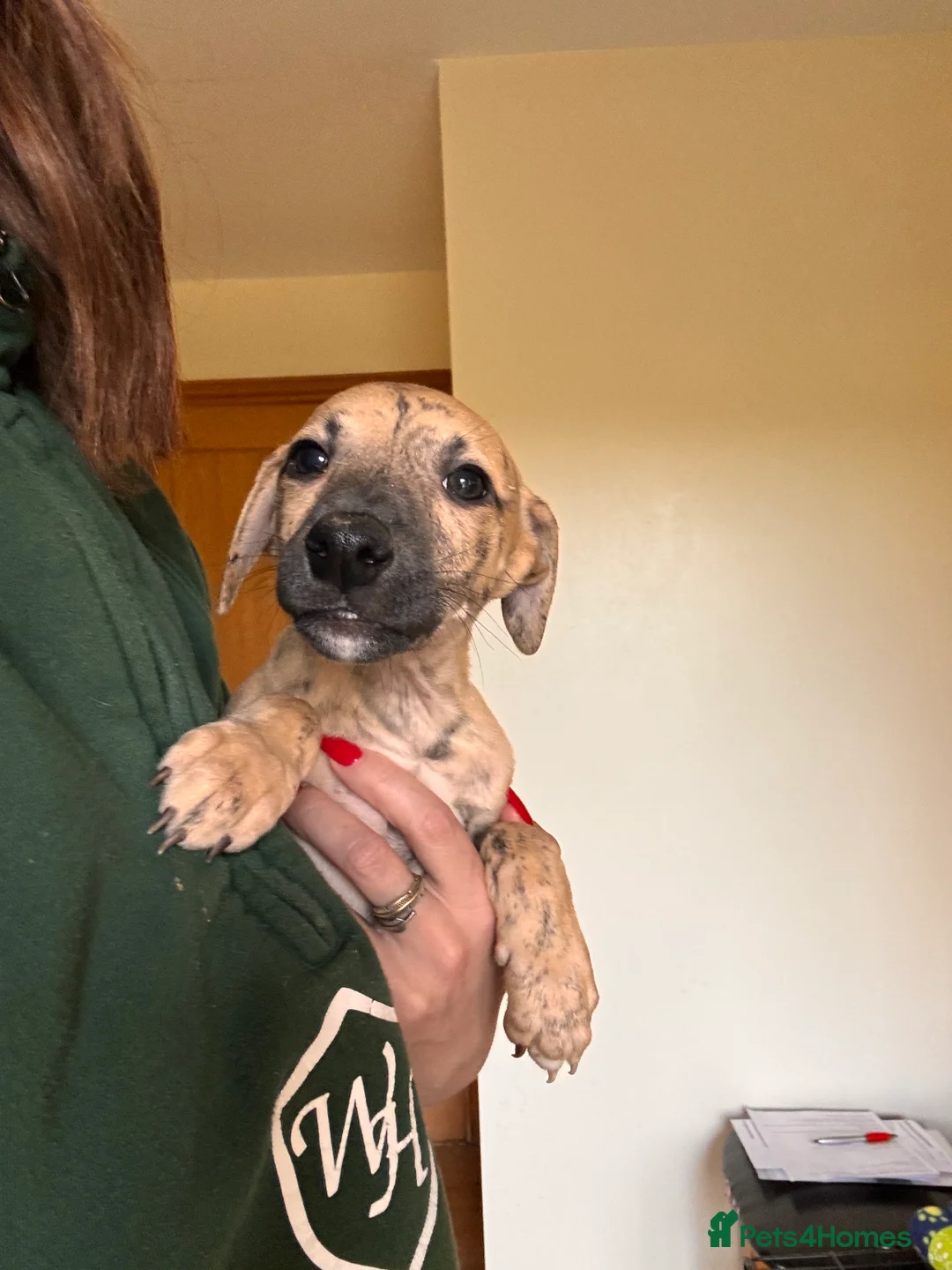 Whippet dogs for sale: READY NOW. Champion KC whippet pup LAST GIRL 💕  - Advert 14