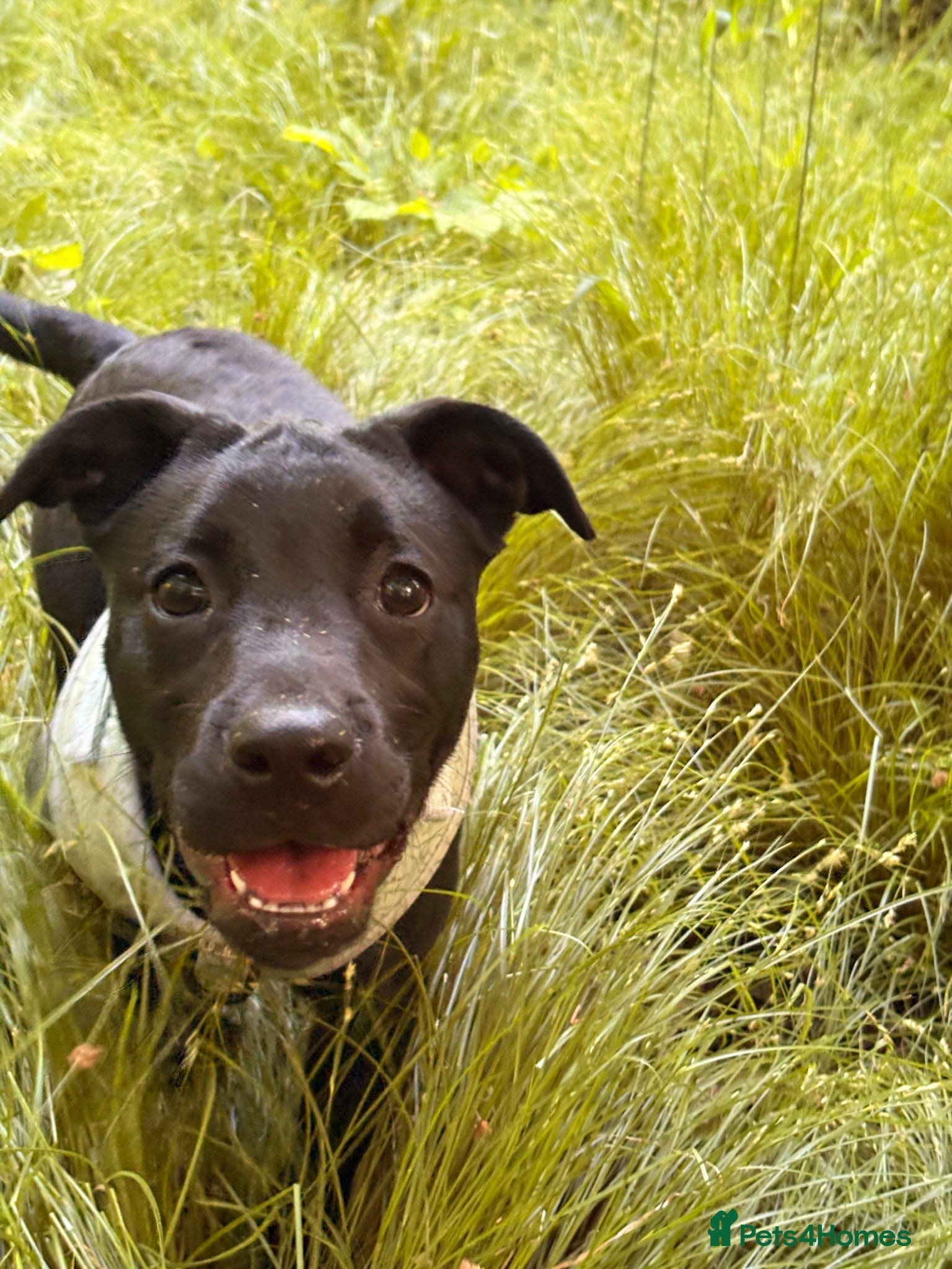 Mixed Breed dogs 6 month old Labrador crossed with French bulldog  - Advert 5