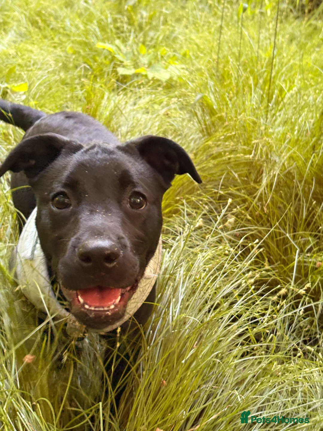 Mixed Breed dogs for sale: 6 month old Labrador crossed with French bulldog  in Manchester - Advert 1