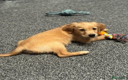 Golden Retriever dogs for sale: Last Stunning Male Pup Health Tested Parents  - Image 33