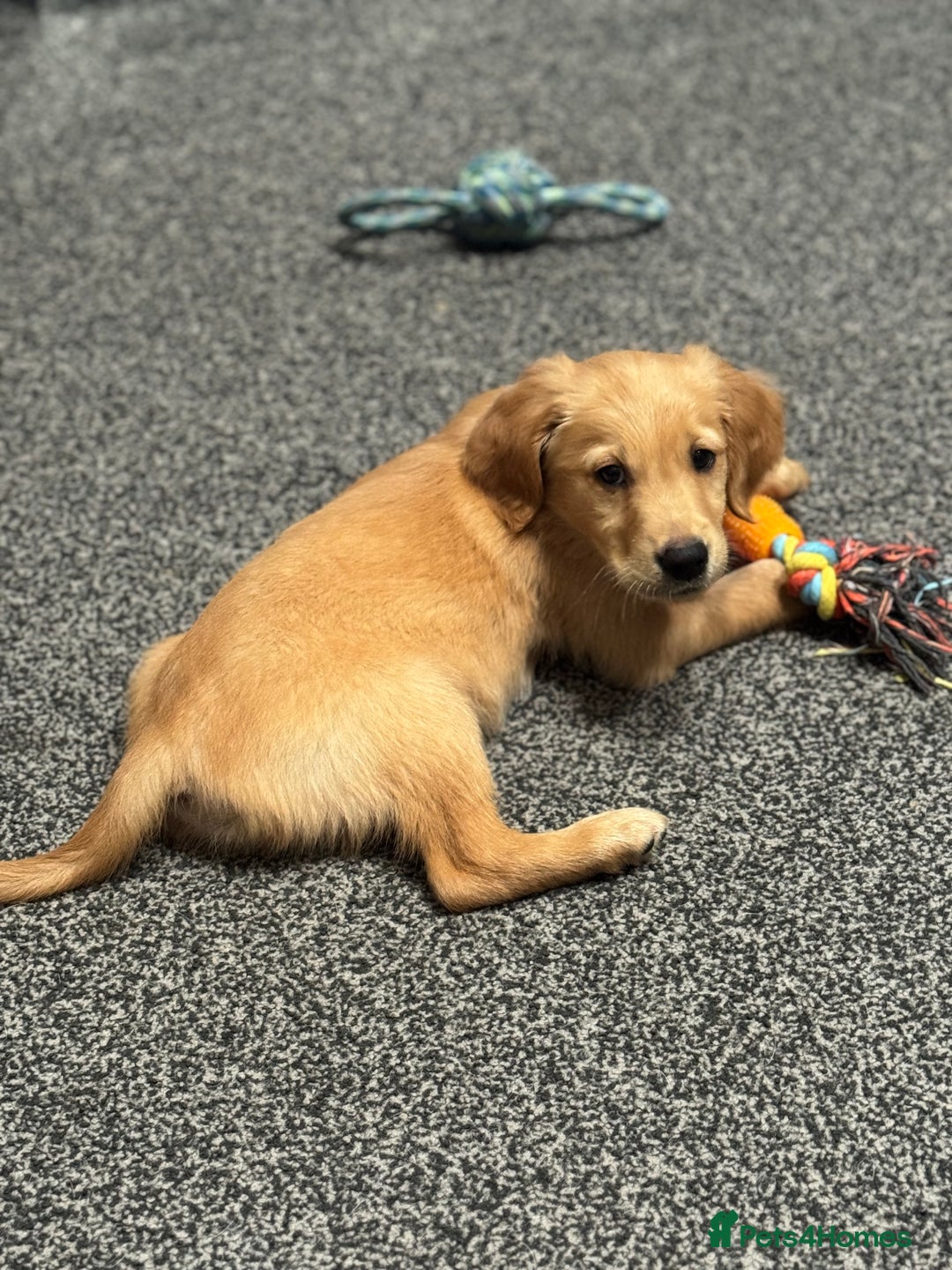 Golden Retriever dogs for sale: Last Stunning Male Pup Health Tested Parents  - Image 33