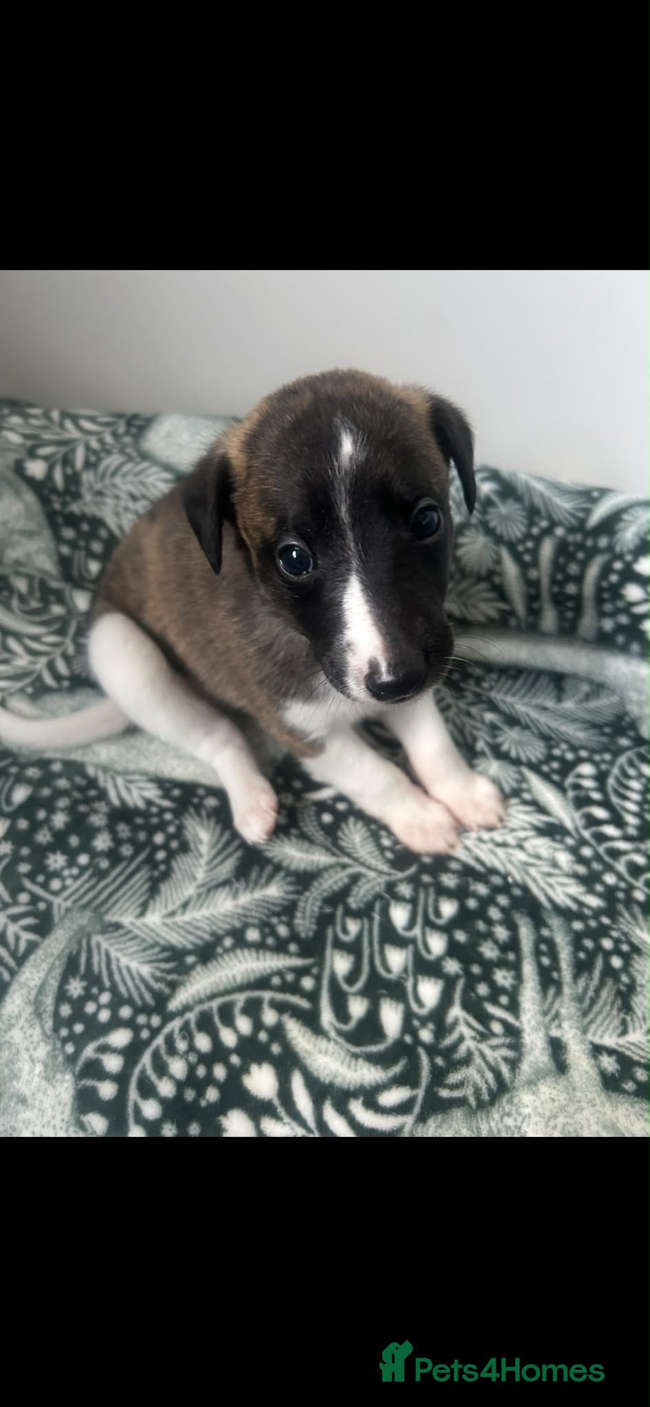 Whippet dogs Stunning pedigree whippet puppies  - Advert 1