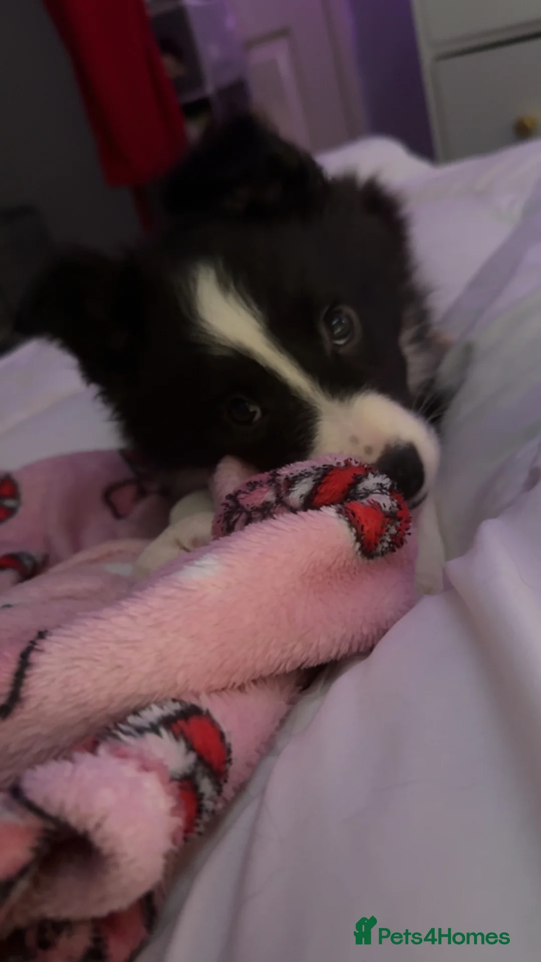 Border Collie dogs for sale: lovely boy border collie for sale  - Advert 5