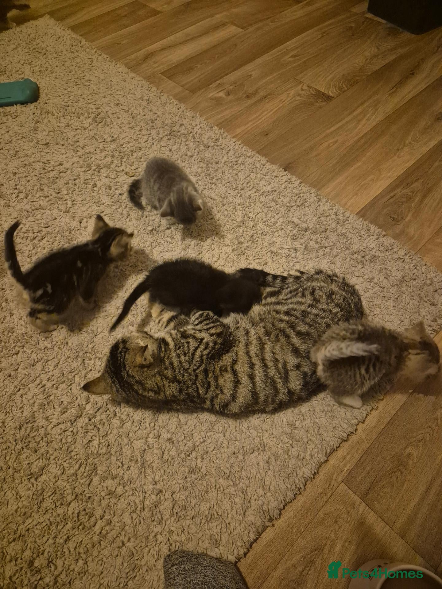 British Shorthair cats BSH kittens  - Advert 2