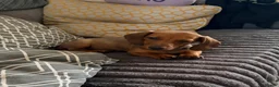 Miniature Dachshund dogs for sale: ⭐️REDUCED⭐️KC Miniature Smooth haired Dachshund  - Advert 18