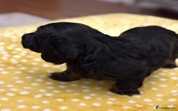 Dachshund dogs for sale: Long haired dachshunds  - Image 7