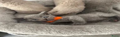 British Shorthair 3 orange collar