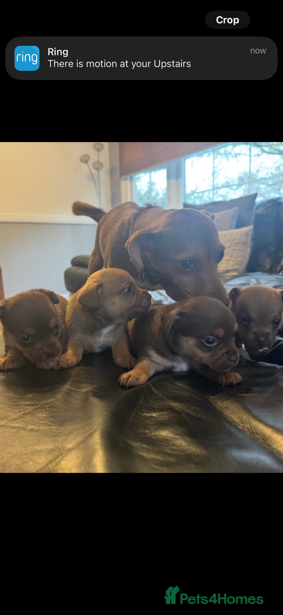 Jack Russell dogs for sale: Jack Russell puppy’s.  - Advert 5