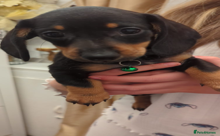 Miniature Dachshund dogs - Advert 7