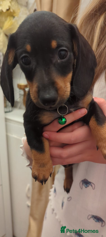 Miniature Dachshund dogs - Advert 11