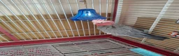 Cockatoo birds for sale: Galah Baby Cockato in Crawley - Advert 3