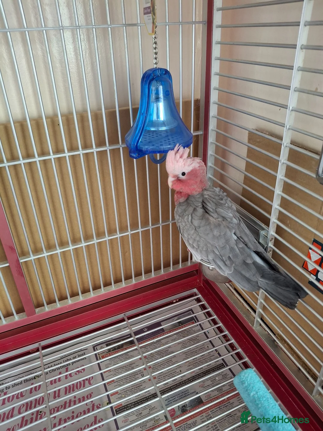Cockatoo birds for sale: Galah Baby Cockato in Crawley - Advert 3