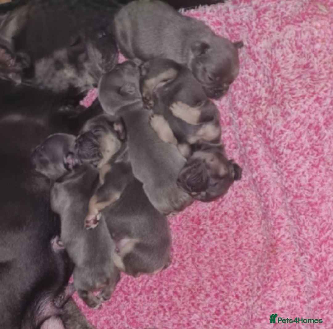 French Bulldog dogs for stud: Top Quality Stud RAMSGATE 🎯🎯 KC registered💣💣  in Ramsgate - Advert 29