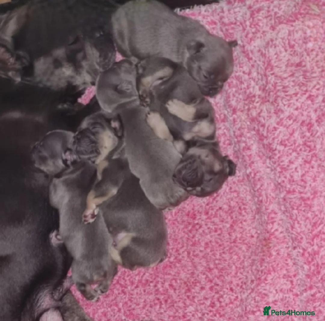 French Bulldog dogs for stud: Top Quality Stud RAMSGATE 🎯🎯 KC registered💣💣  in Ramsgate - Advert 29