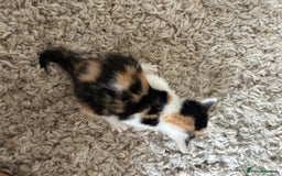 Mixed Breed cats for sale: 4 Beautiful fluffy kittens  - Image 6