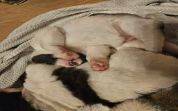 Akita dogs for sale: Beautiful Akita puppies - Image 7