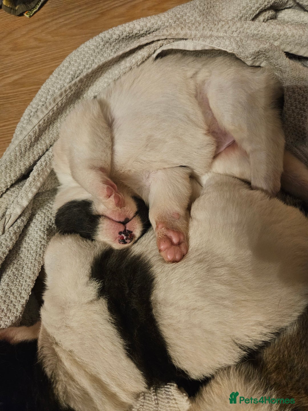 Akita dogs for sale: Beautiful Akita puppies - Image 7