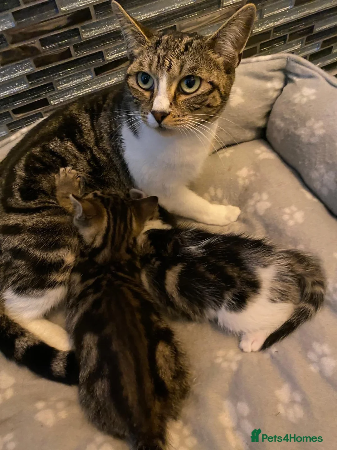 Mixed Breed cats for sale: Two beautiful kittens - Advert 1